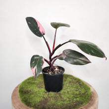 Load image into Gallery viewer, Philodendron Pink Princess - 100mm
