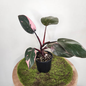 Philodendron Pink Princess - 100mm