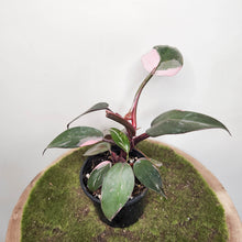 Load image into Gallery viewer, Philodendron Pink Princess - 100mm
