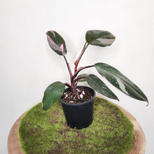 Load image into Gallery viewer, Philodendron Pink Princess - 100mm
