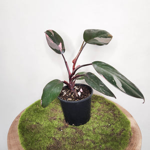 Philodendron Pink Princess - 100mm