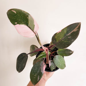 Philodendron Pink Princess - 100mm