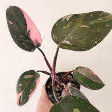 Load image into Gallery viewer, Philodendron Pink Princess - 100mm
