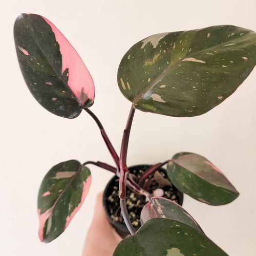 Philodendron Pink Princess - 100mm