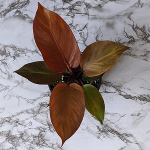 Philodendron Prince Of Orange - 130mm