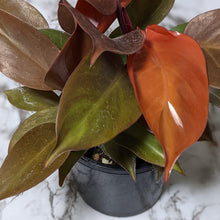 Load image into Gallery viewer, Philodendron Prince Of Orange - 130mm
