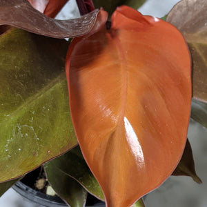 Philodendron Prince Of Orange - 130mm