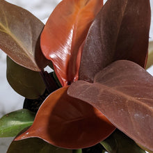Load image into Gallery viewer, Philodendron Prince Of Orange - 130mm
