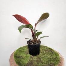Load image into Gallery viewer, Philodendron Red Sun - 100mm
