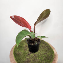 Load image into Gallery viewer, Philodendron Red Sun - 100mm
