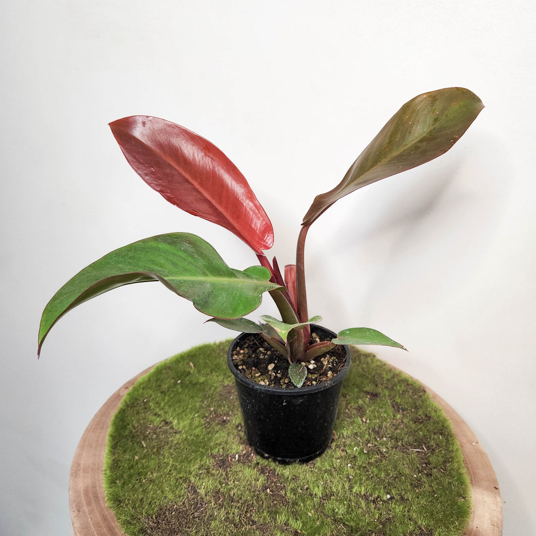 Philodendron Red Sun - 100mm