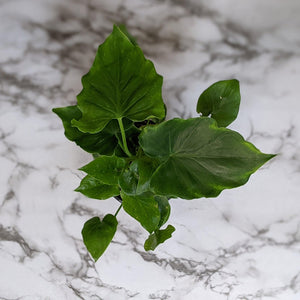 Philodendron Shangri La - 100mm