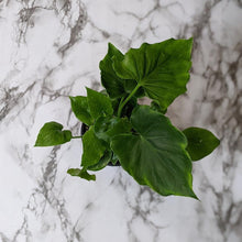Load image into Gallery viewer, Philodendron Shangri La - 100mm
