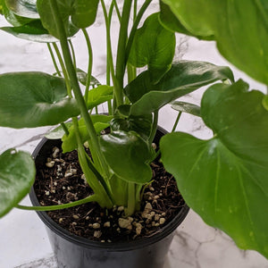 Philodendron Shangri La - 100mm