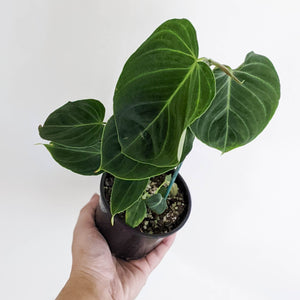 Philodendron Splendid (melanochrysum x verrucosum) - 100mm
