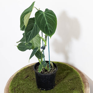 Philodendron Splendid (melanochrysum x verrucosum) - 100mm