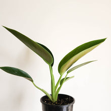 Load image into Gallery viewer, Philodendron Thai Congo - 100mm

