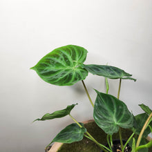 Load image into Gallery viewer, Philodendron Verrucosum - 100mm
