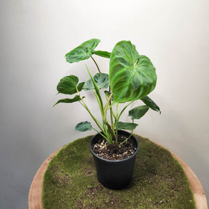 Philodendron Verrucosum - 100mm