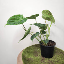 Load image into Gallery viewer, Philodendron Verrucosum - 100mm
