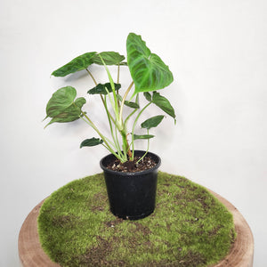 Philodendron Verrucosum - 100mm