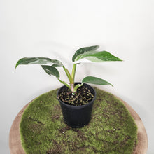 Load image into Gallery viewer, Philodendron White Princess - 100mm
