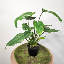 Load image into Gallery viewer, Philodendron Xanadu - 100mm

