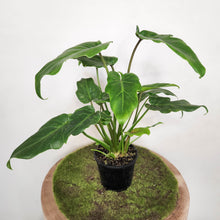 Load image into Gallery viewer, Philodendron Xanadu - 100mm
