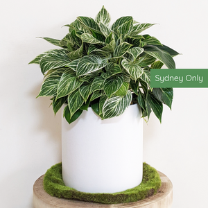Philodendron birkin - 210mm Ceramic Pot - Sydney Only