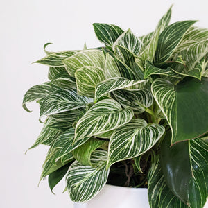 Philodendron birkin - 210mm Ceramic Pot - Sydney Only