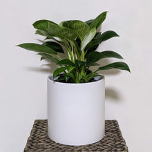 Load image into Gallery viewer, Philodendron birkin - 210mm Ceramic Pot - Sydney Only
