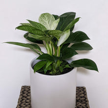 Load image into Gallery viewer, Philodendron birkin - 210mm Ceramic Pot - Sydney Only
