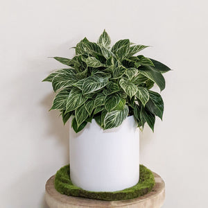 Philodendron birkin - 210mm Ceramic Pot - Sydney Only