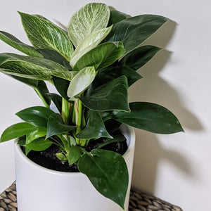 Philodendron birkin - 210mm Ceramic Pot - Sydney Only