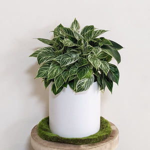 Philodendron birkin - 210mm Ceramic Pot - Sydney Only