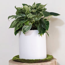 Load image into Gallery viewer, Philodendron birkin - 210mm Ceramic Pot - Sydney Only
