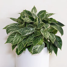 Load image into Gallery viewer, Philodendron birkin - 210mm Ceramic Pot - Sydney Only
