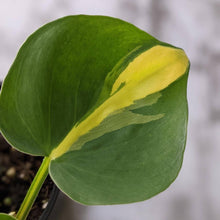 Load image into Gallery viewer, Philodendron brasil - 105mm
