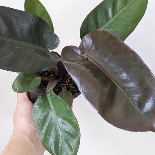 Philodendron erubescens 'Black Cardinal' - 100mm