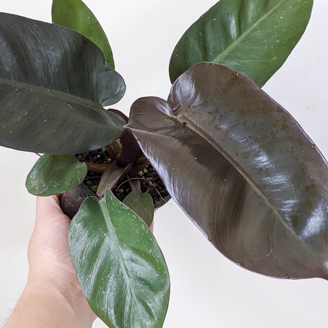 Philodendron erubescens 'Black Cardinal' - 100mm