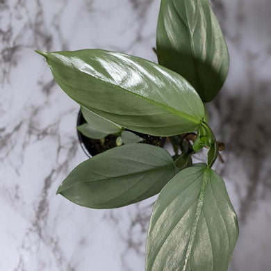 Philodendron hastatum Silver Sword - 130mm