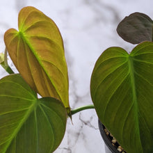 Load image into Gallery viewer, Philodendron micans - 105mm
