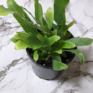 Phlebodium Blue Star Fern - 90mm