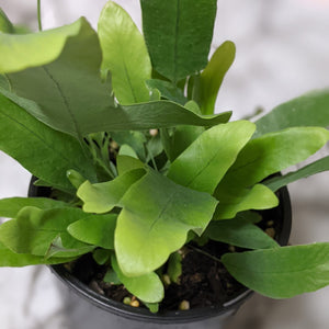 Phlebodium Blue Star Fern - 90mm