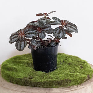 Pilea involucrata Norfolk - 100mm