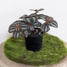 Load image into Gallery viewer, Pilea involucrata Norfolk - 100mm
