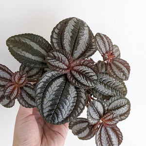 Pilea involucrata Norfolk - 100mm