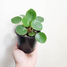 Load image into Gallery viewer, Pilea peperomioides Chinese Money Plant - 105mm

