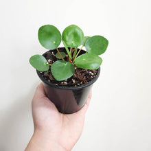 Load image into Gallery viewer, Pilea peperomioides Chinese Money Plant - 105mm
