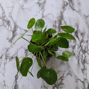 Pilea peperomioides Chinese Money Plant - 105mm